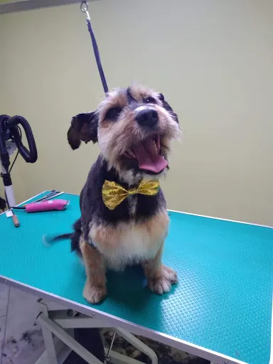 Salon groomerski w przychodni weterynaryjnej